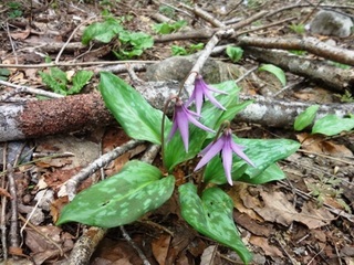 2015カタクリの花.jpg